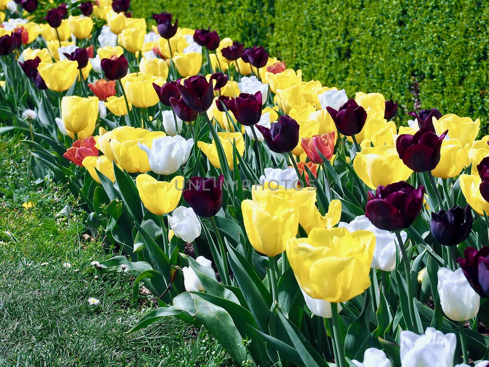 Colorful blooming tulip field by Stimmungsbilder