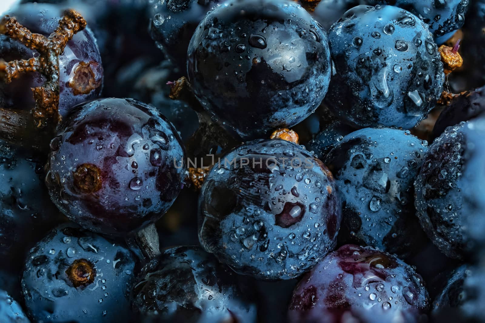 A close up shot of a purple grape with water droplets