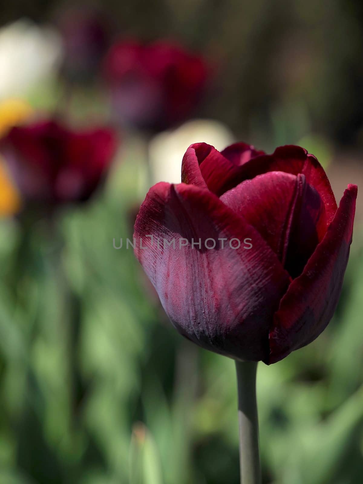 Field of beautiful blooming tulips