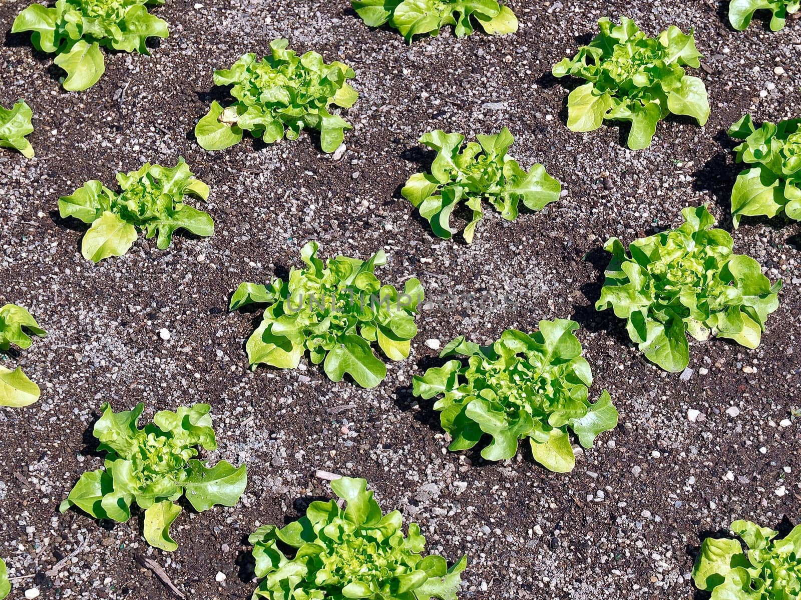 Young green salad plants in a garden by Stimmungsbilder