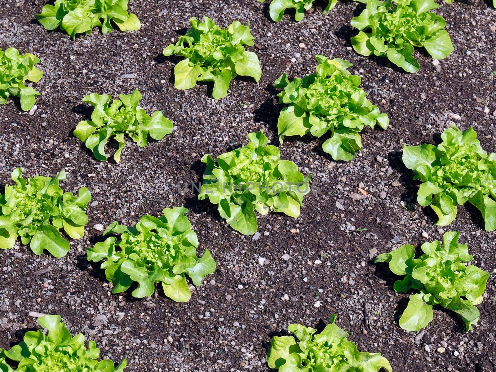 Young green salad plants growing in a field