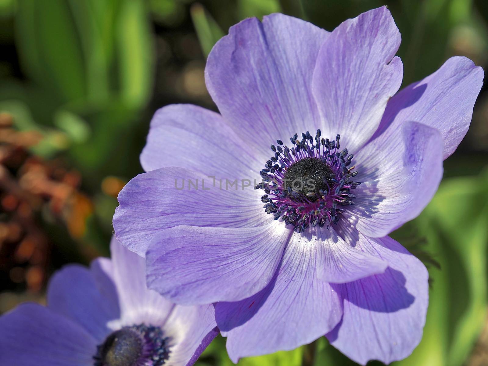 Macro of a purple blooming anemone flower