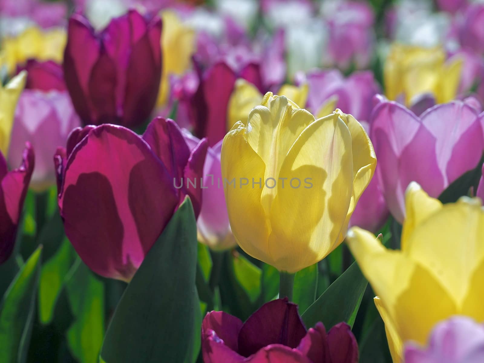 Field of beautiful blooming tulips