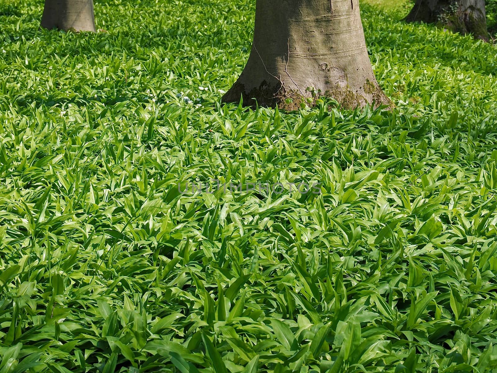 Fresh wild garlic, tasty plant