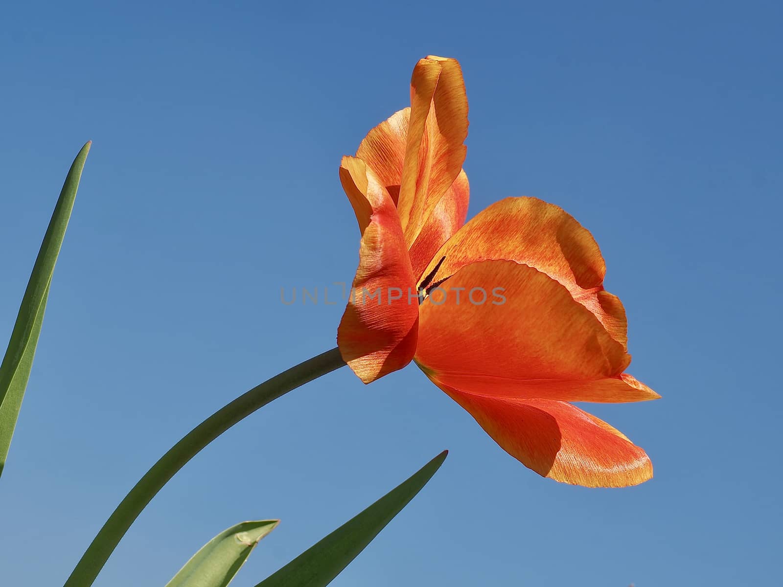 Macro of a red blooming tulip in front of blue sky by Stimmungsbilder