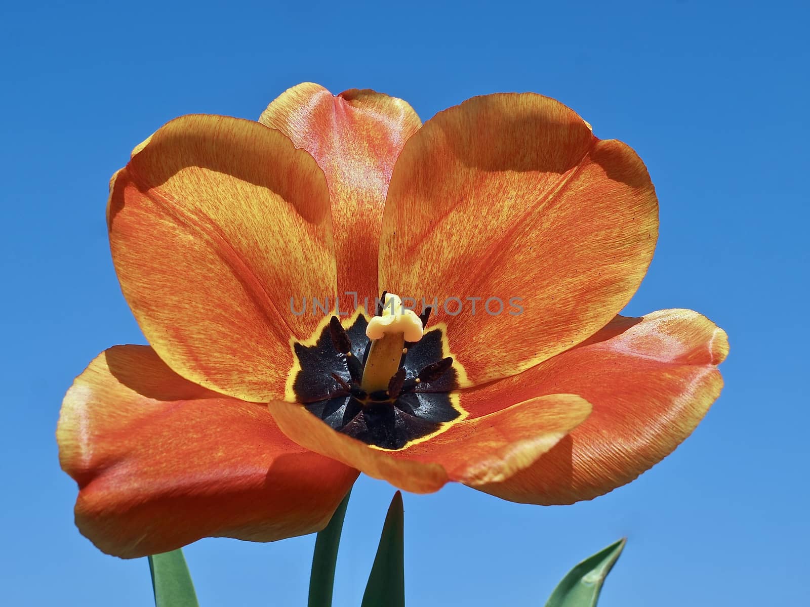 Macro of a single red open tulip in front of blue sky