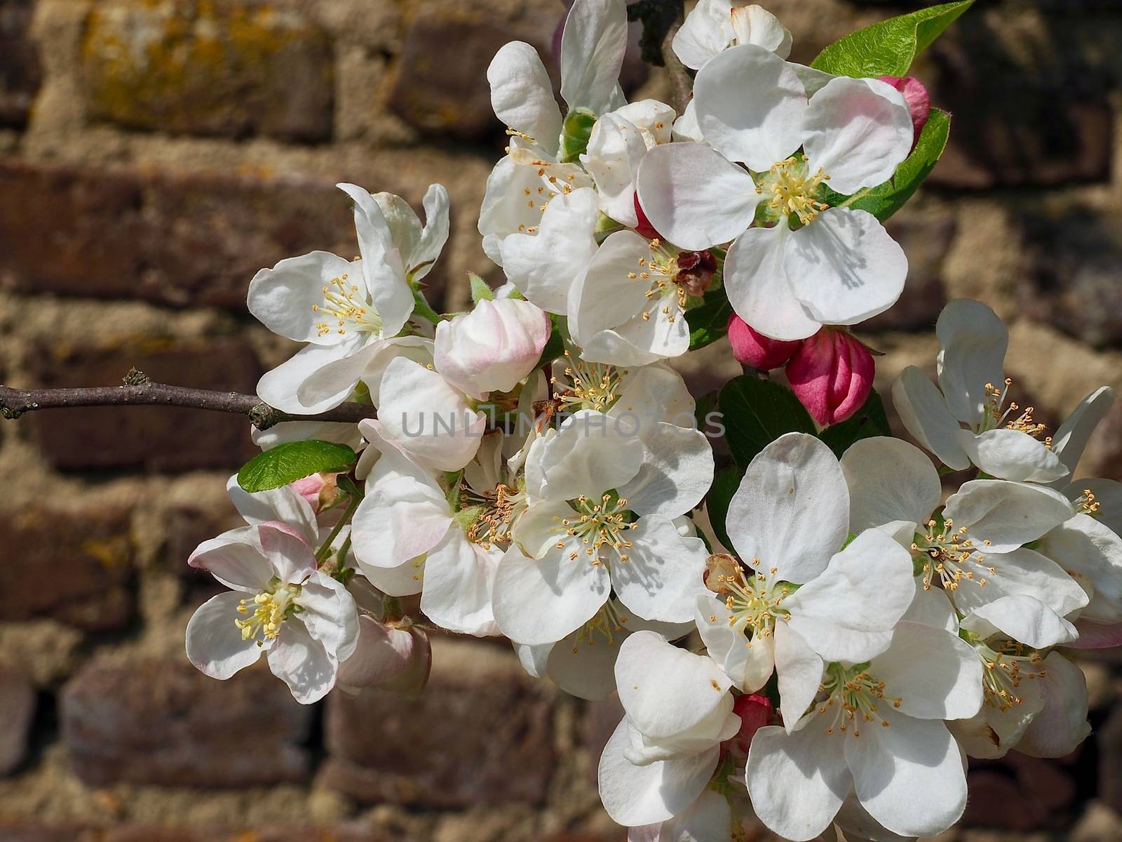 Macro of a blooming apple tree in spring by Stimmungsbilder