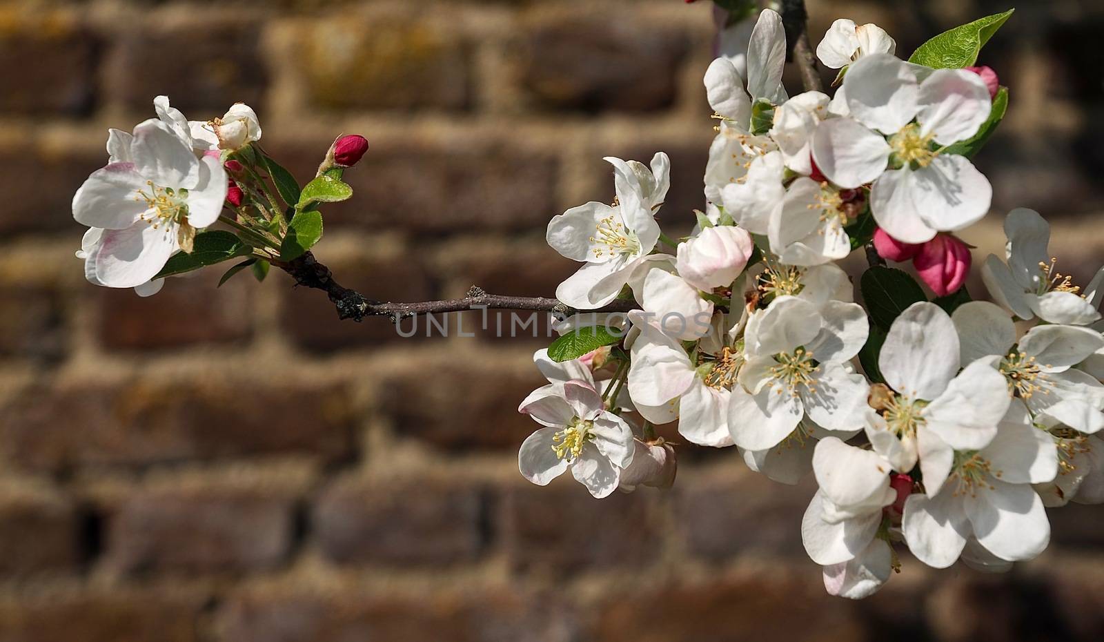 Macro of a blooming apple tree in spring by Stimmungsbilder