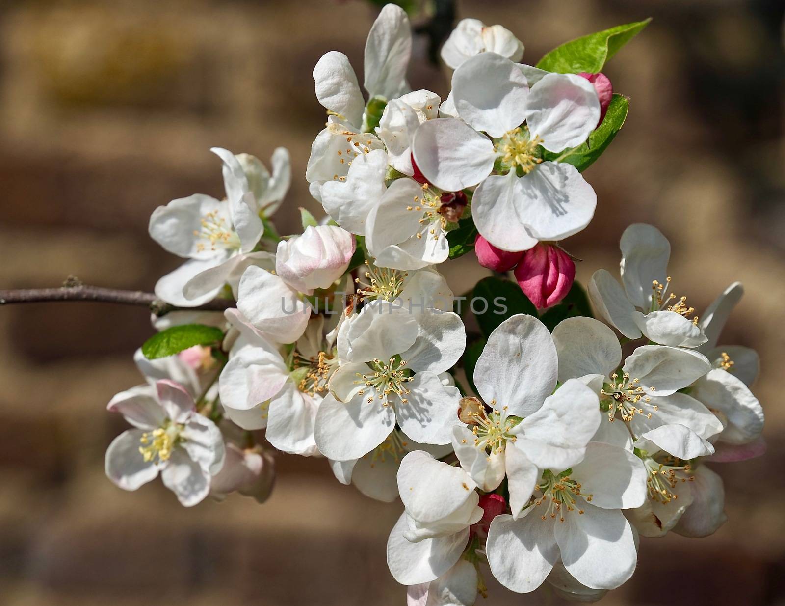 Beautiful macro of blossoms of an apple tree