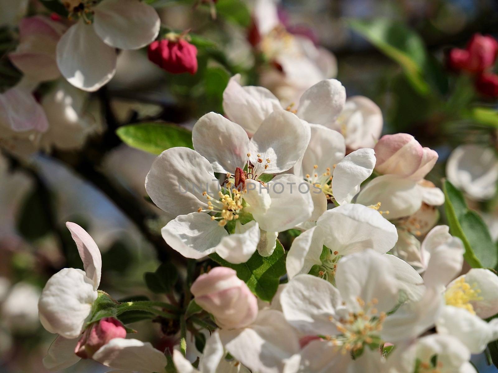 Beautiful macro of blossoms of an apple tree