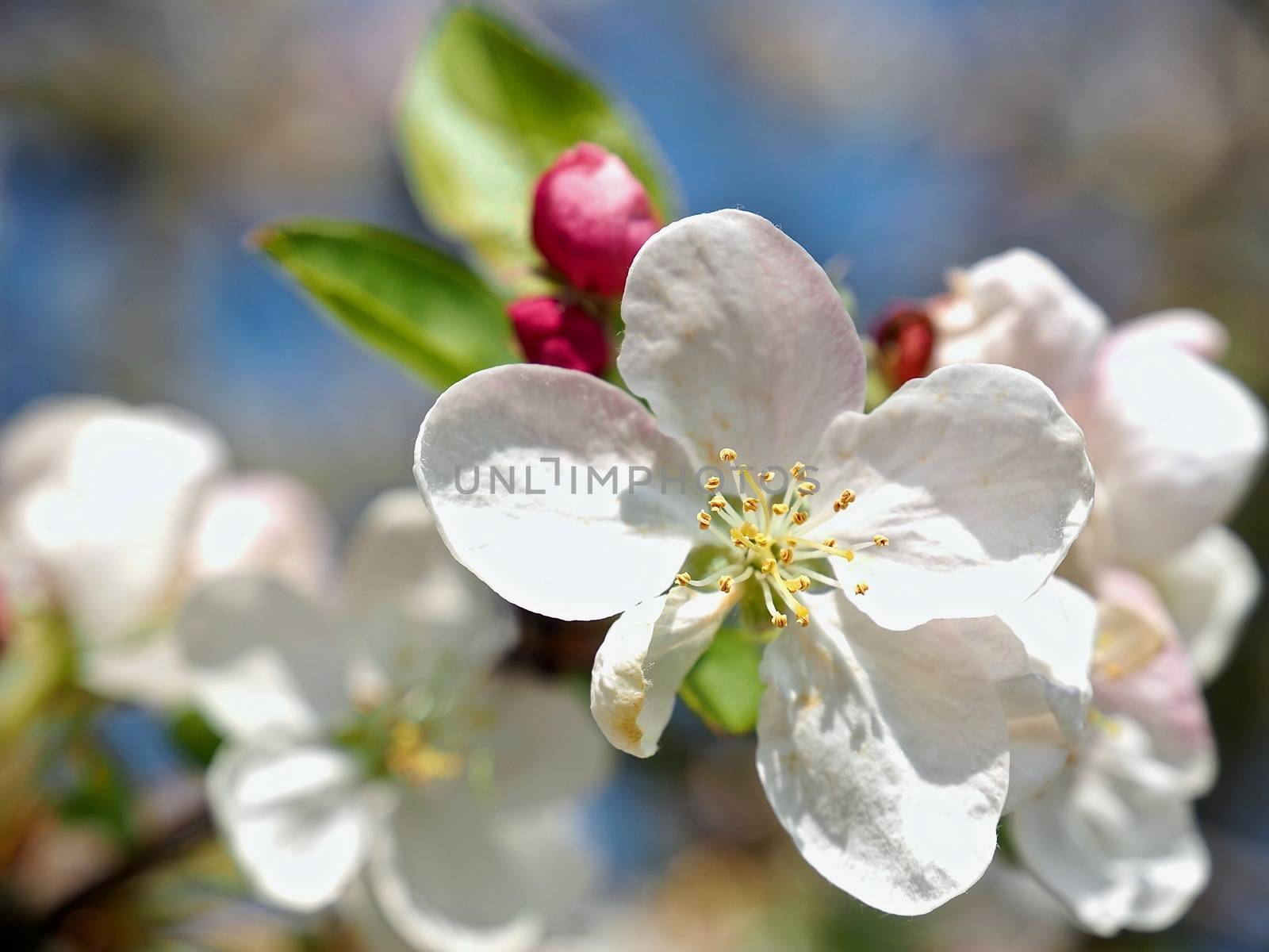 Beautiful macro of blossoms of an apple tree