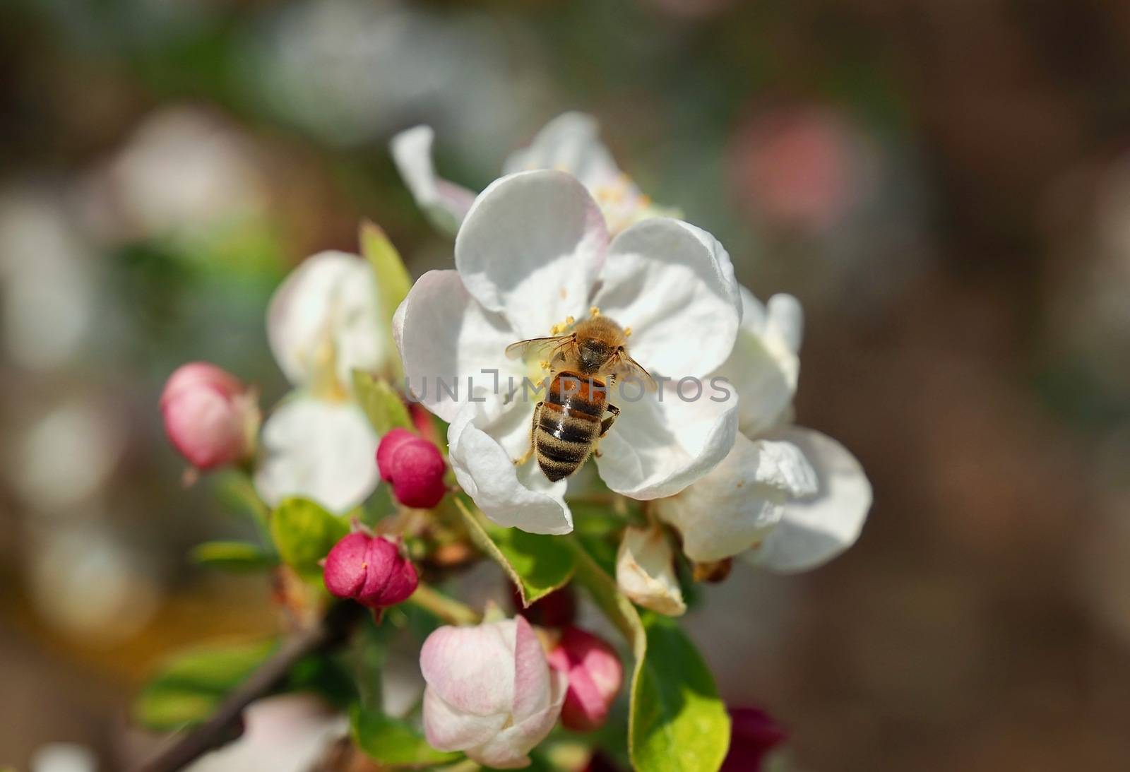 Beautiful macro of blossoms of an apple tree with a bee