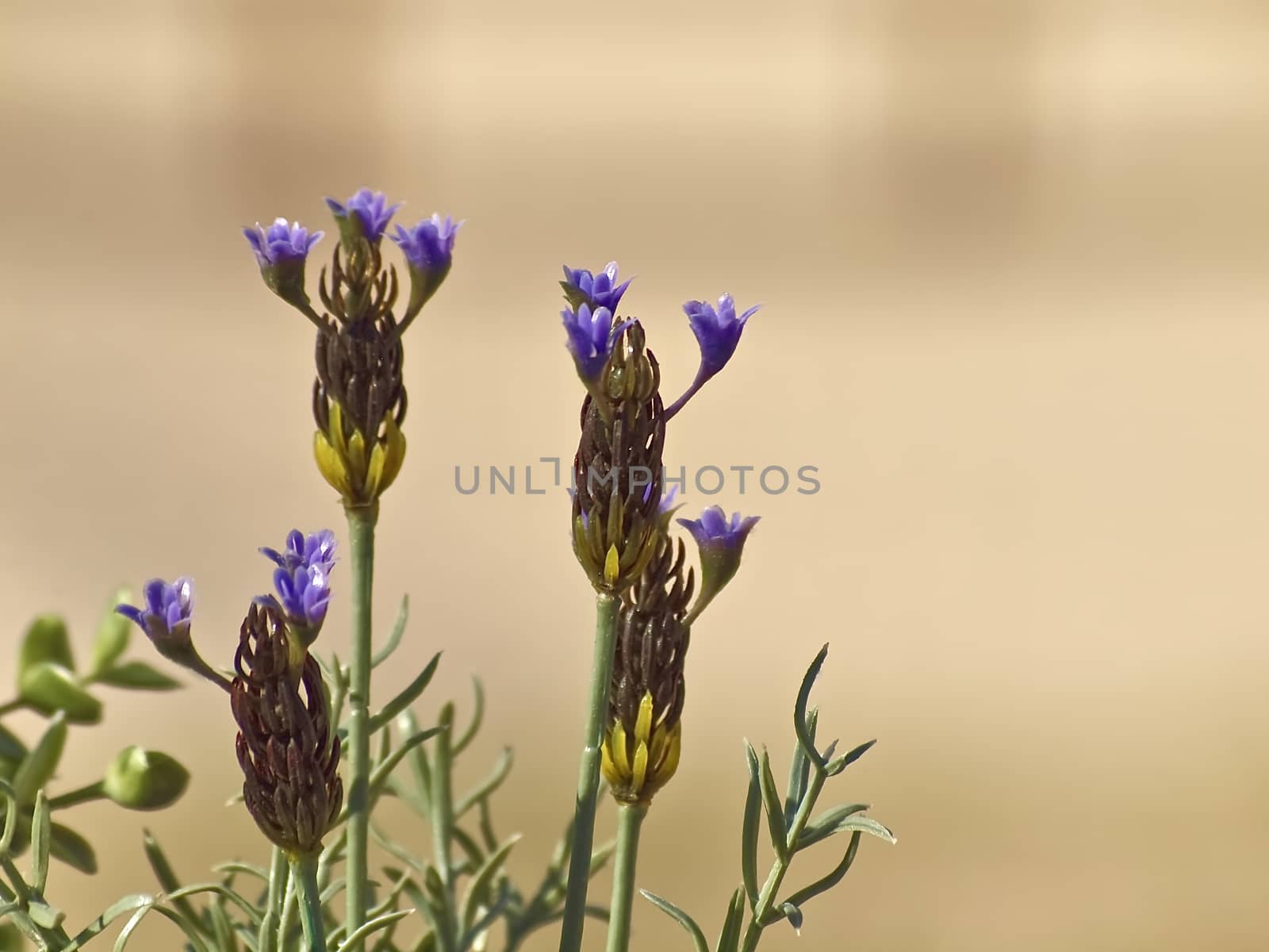 Beautiful isolated blooming lavender flowers