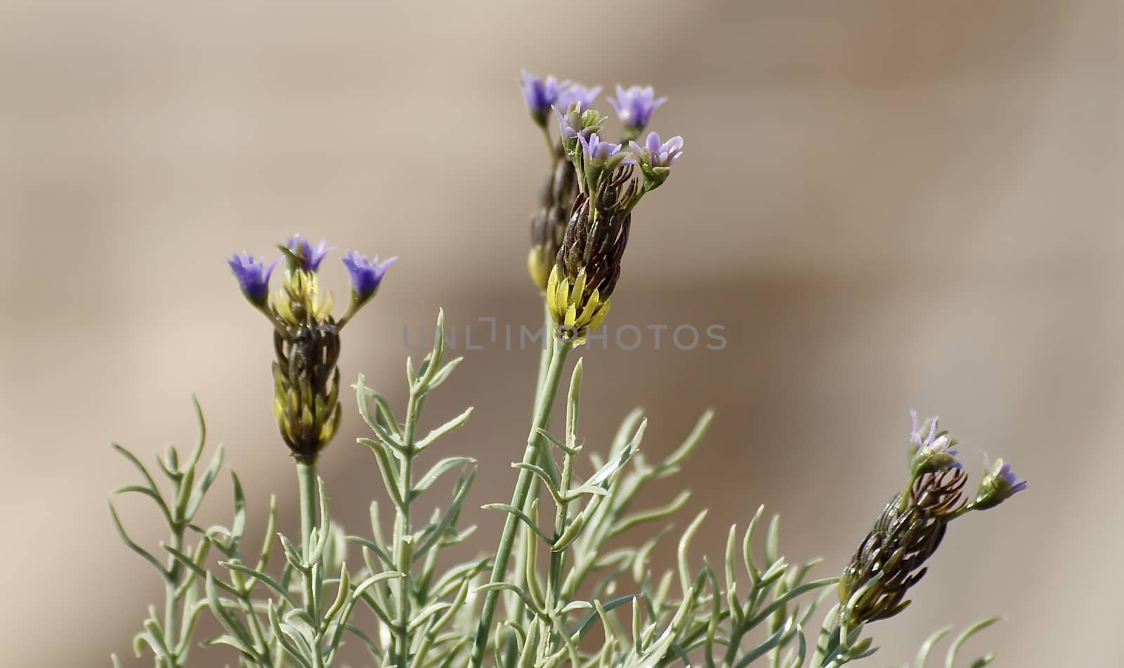 Beautiful isolated blooming lavender flowers