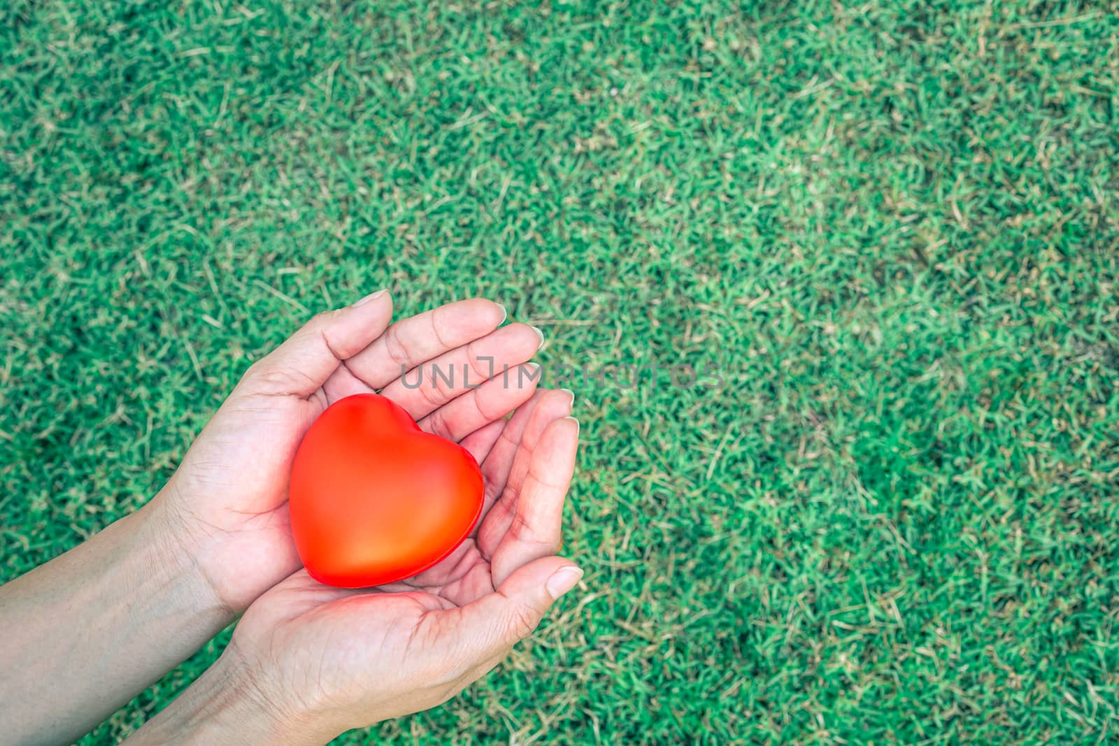 Red heart in the palm of the hand, in the background of a bright green grass garden detail art