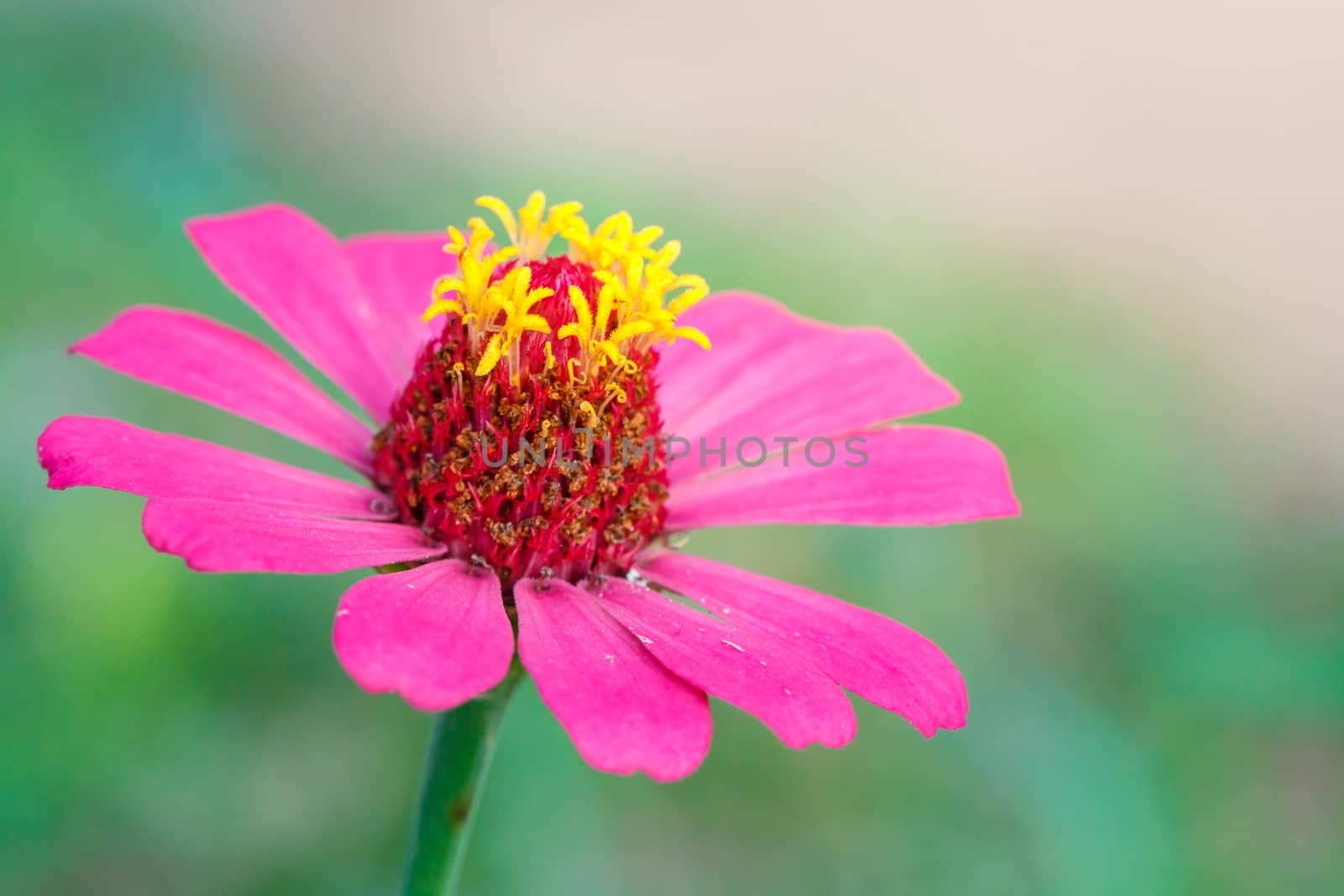 Pink flower, beautiful sunny morning