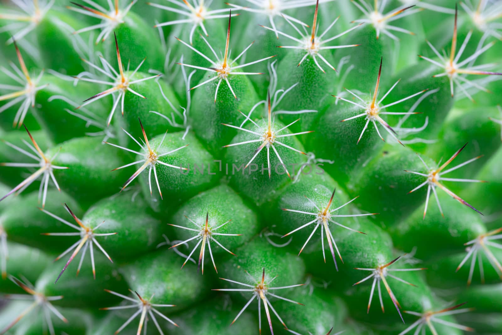 Close up view of a bright green cactus detail texture art