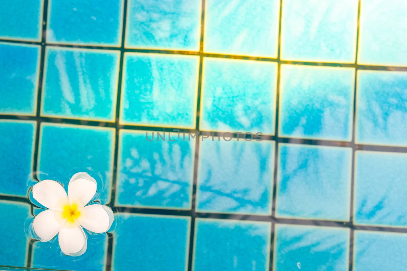 Frangipani flowers in the swimming pool by Natstocker