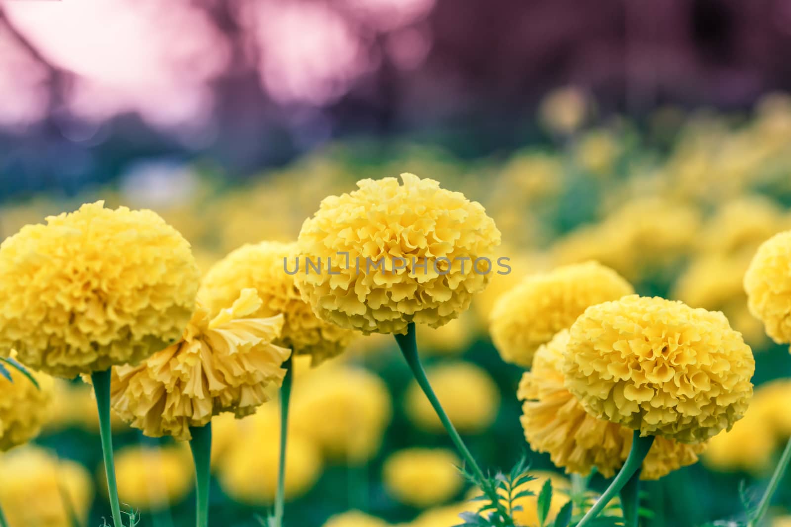 marigold flowers in the garden blur by Natstocker