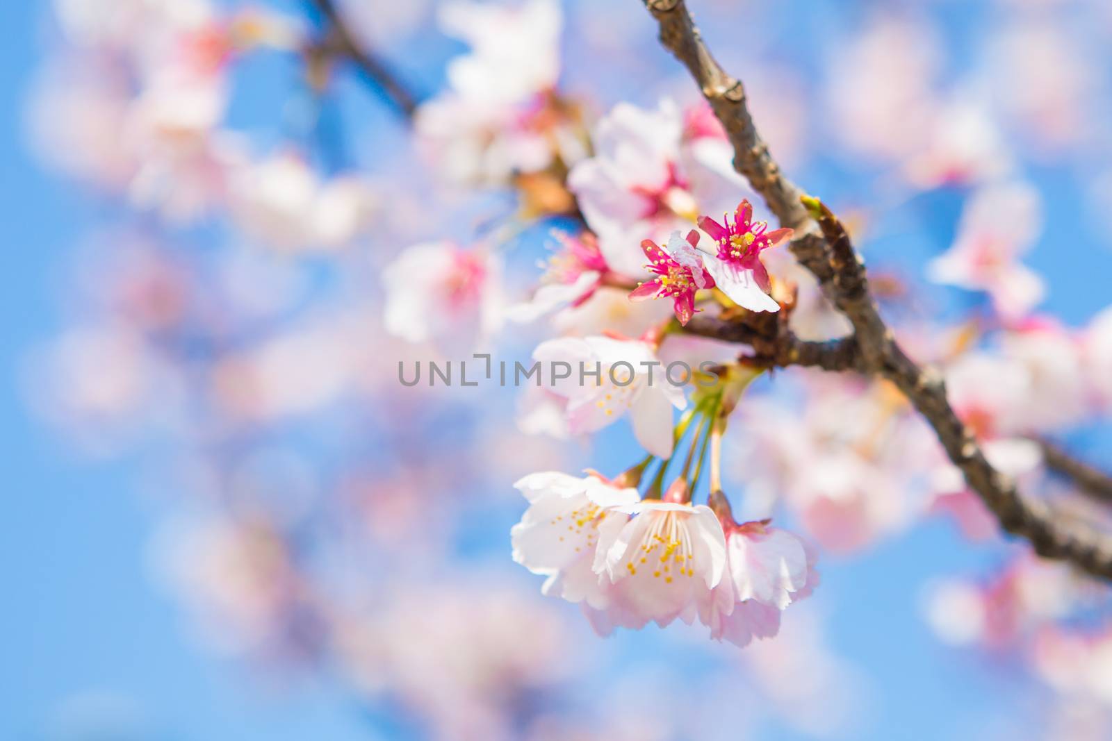 Sakura Beautiful Morning by Natstocker