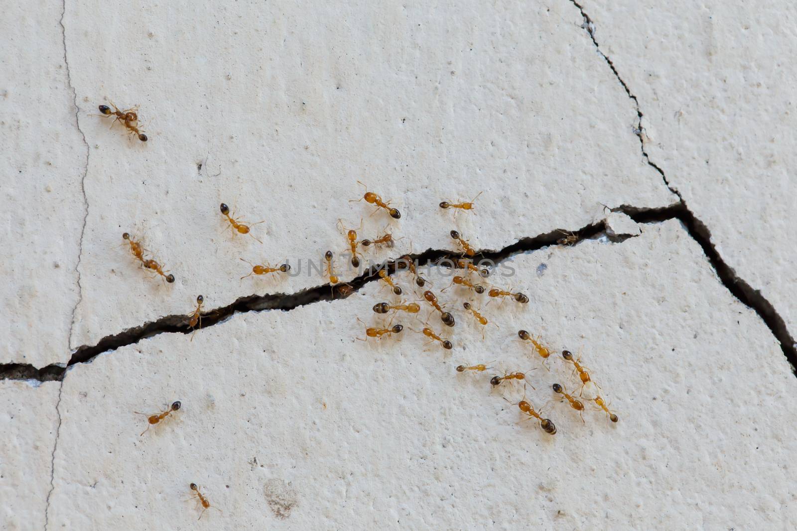 Ants climb walls by Natstocker