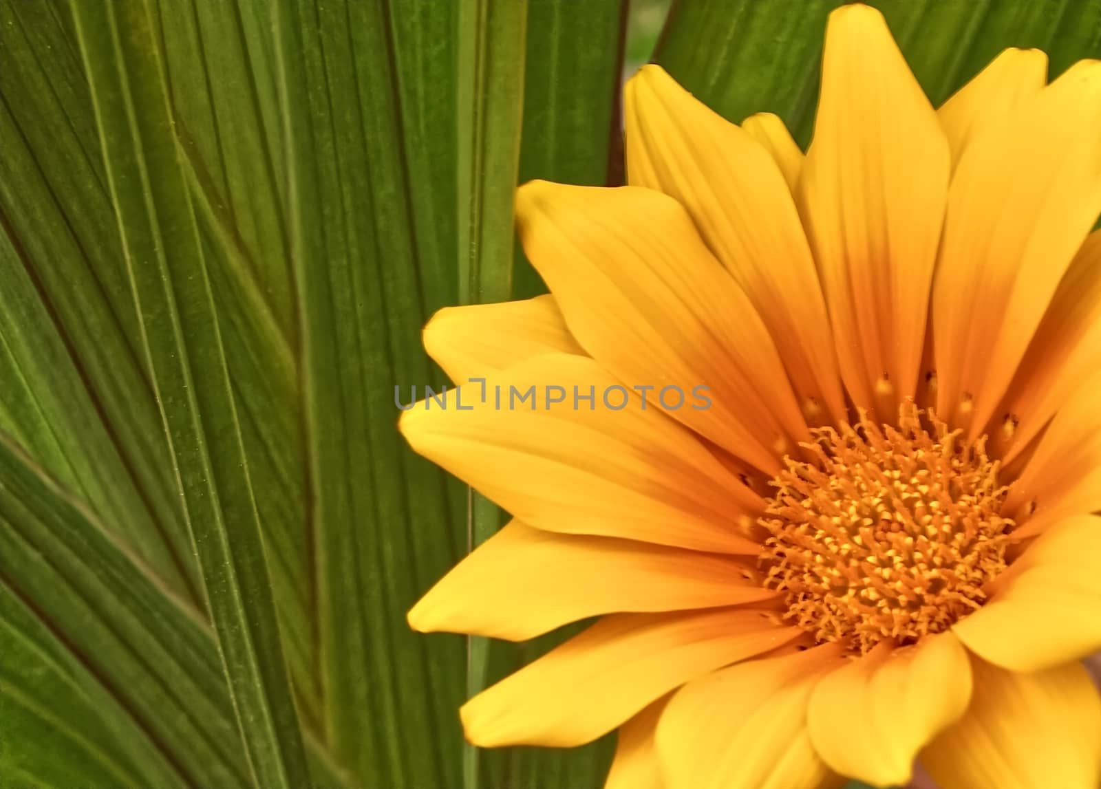 Beautiful yellow Algarve daisy flower