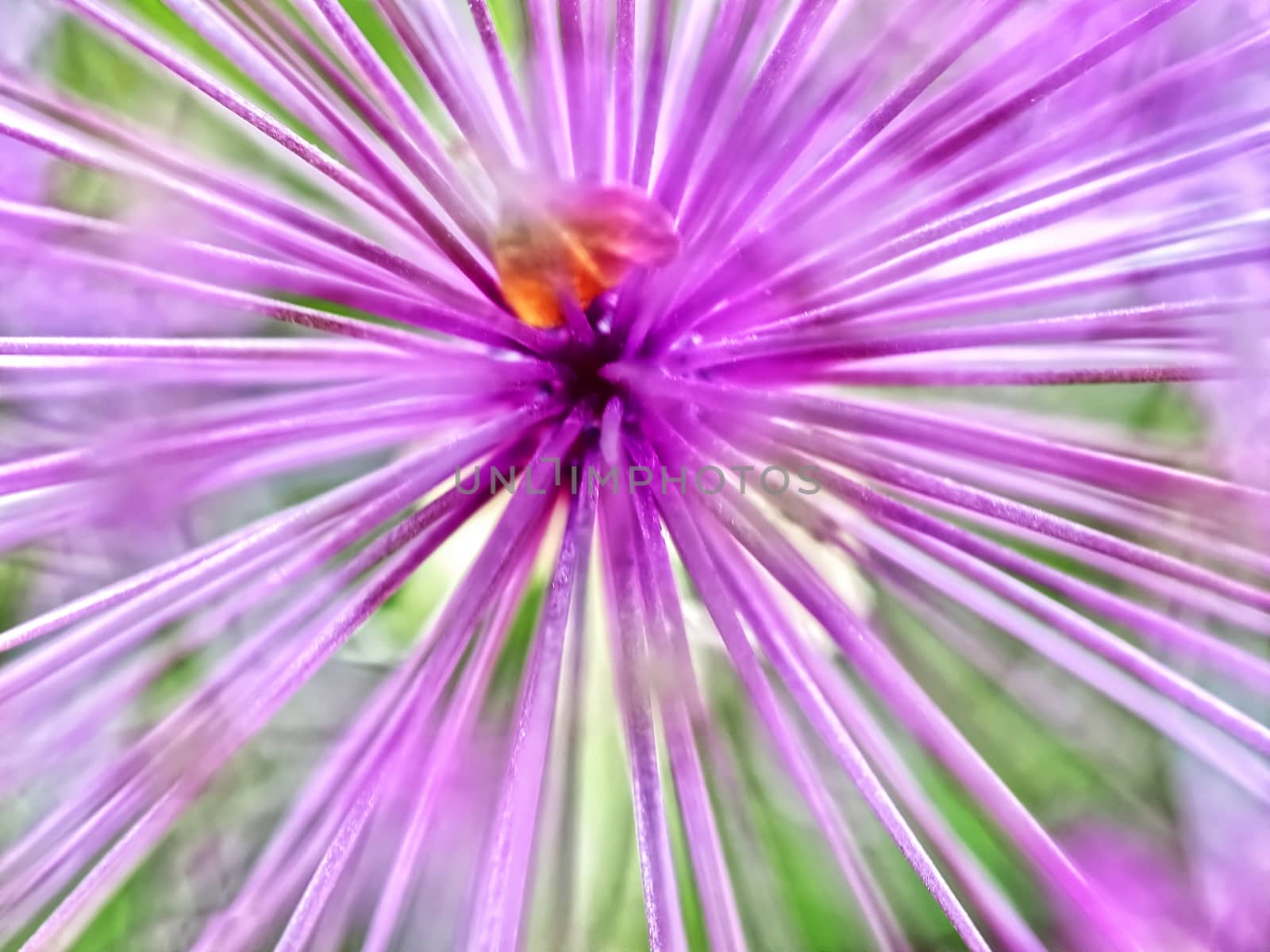 Macro of purple blooming leek