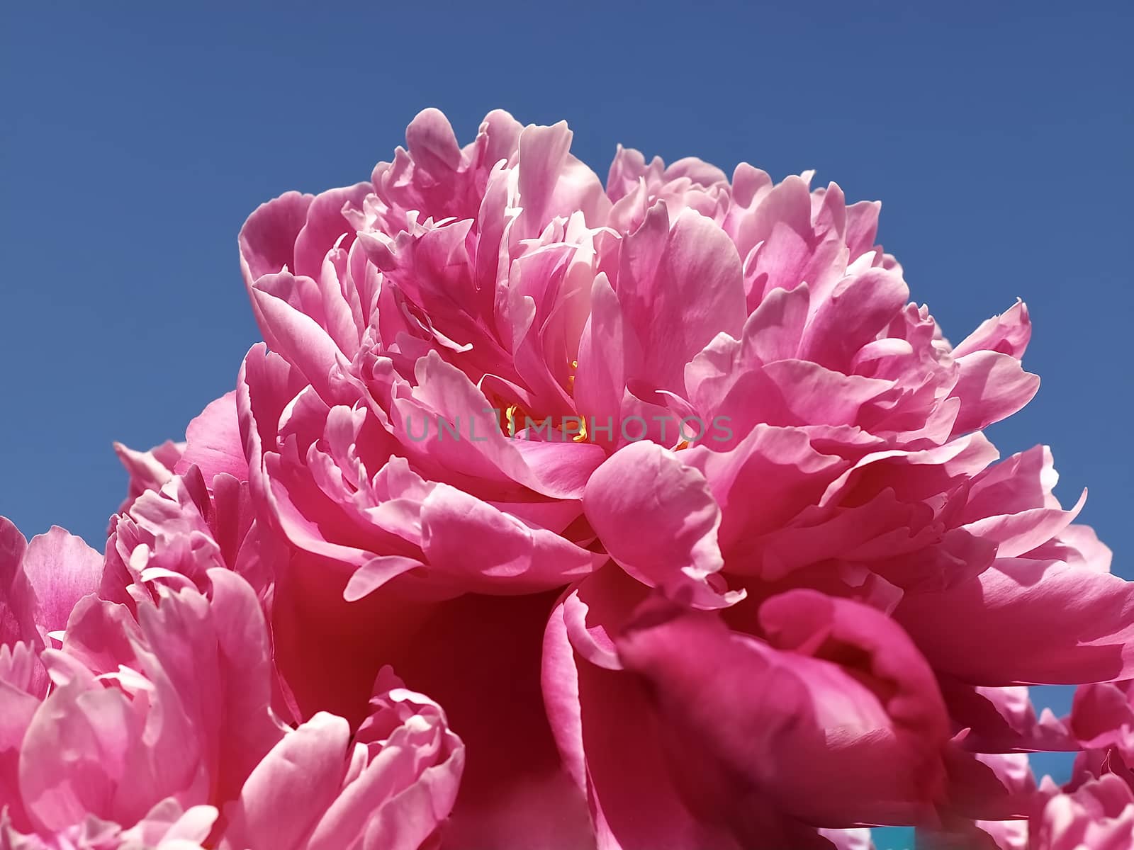 Macro of a pink peony rose flower