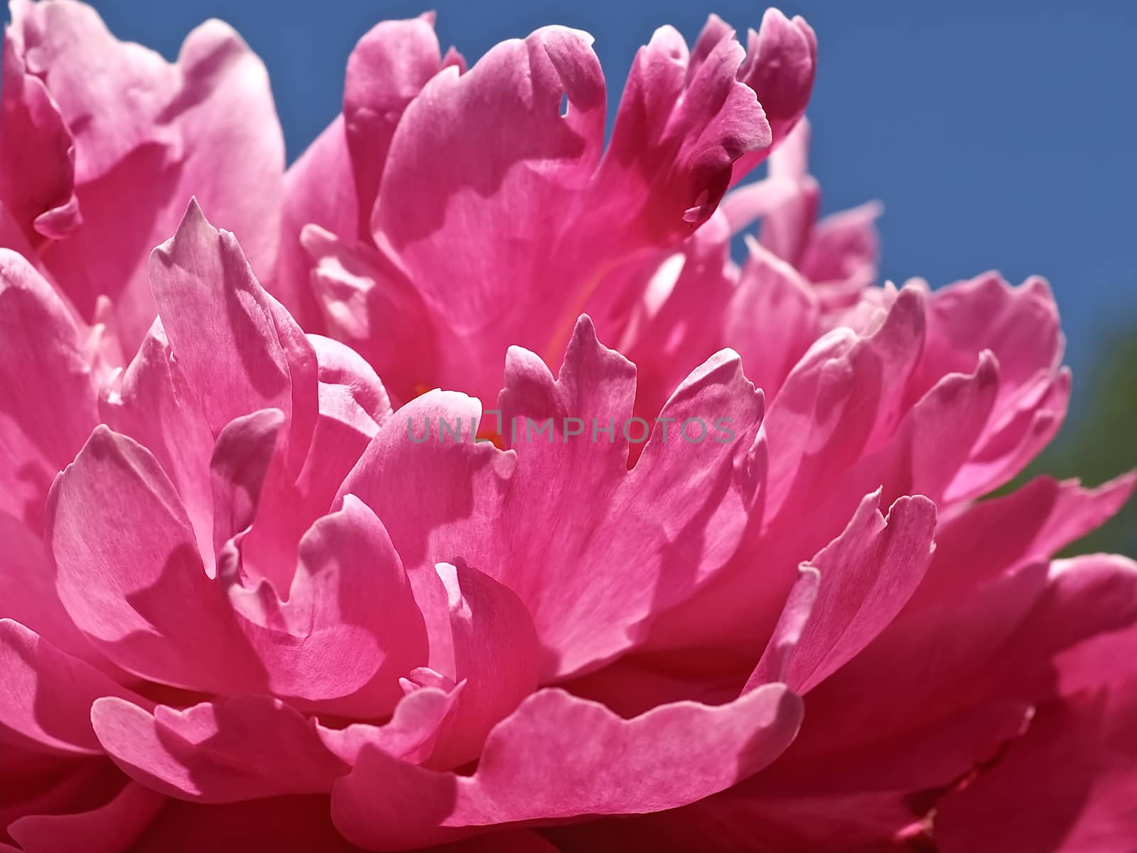 Macro of a pink peony rose flower