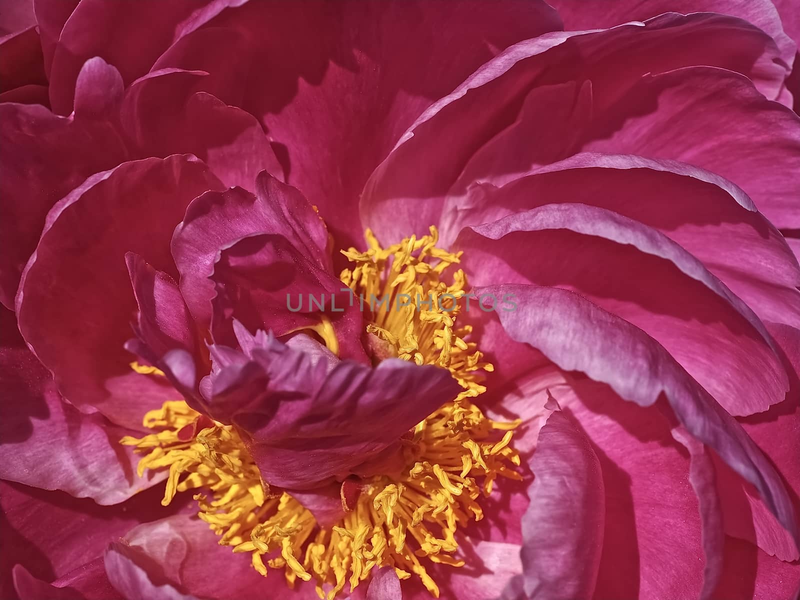 Beautiful big peony rose flower blooming by Stimmungsbilder