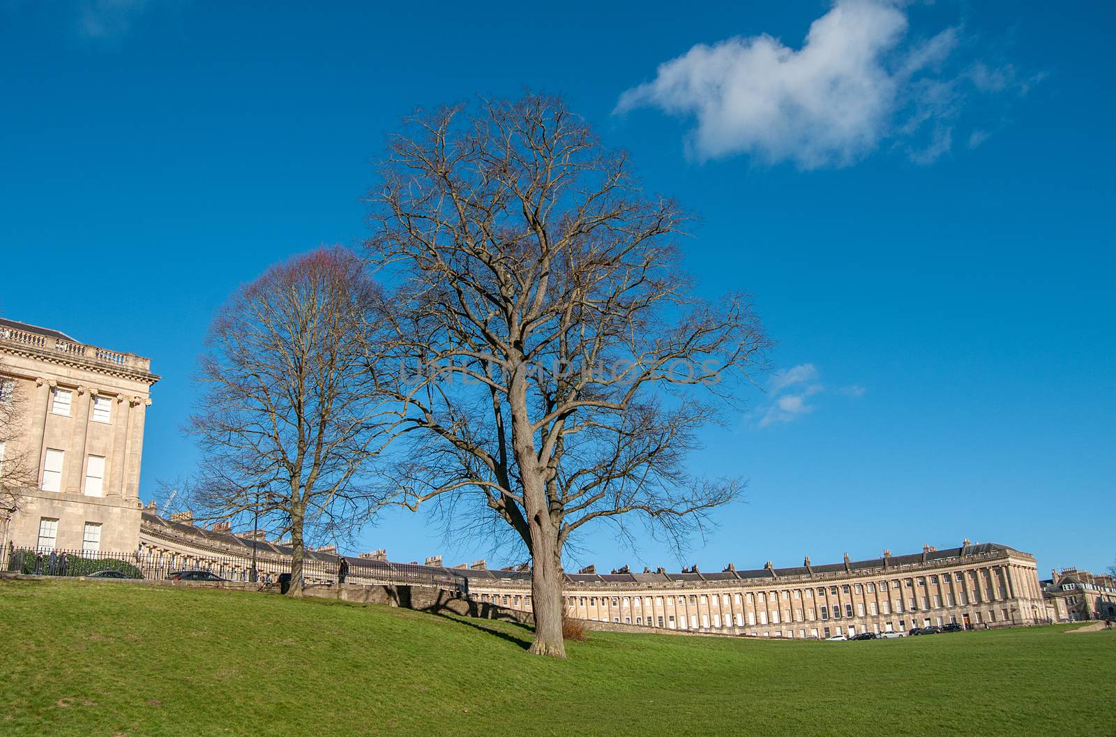 trees at the royal crescent in bath england by sirspread
