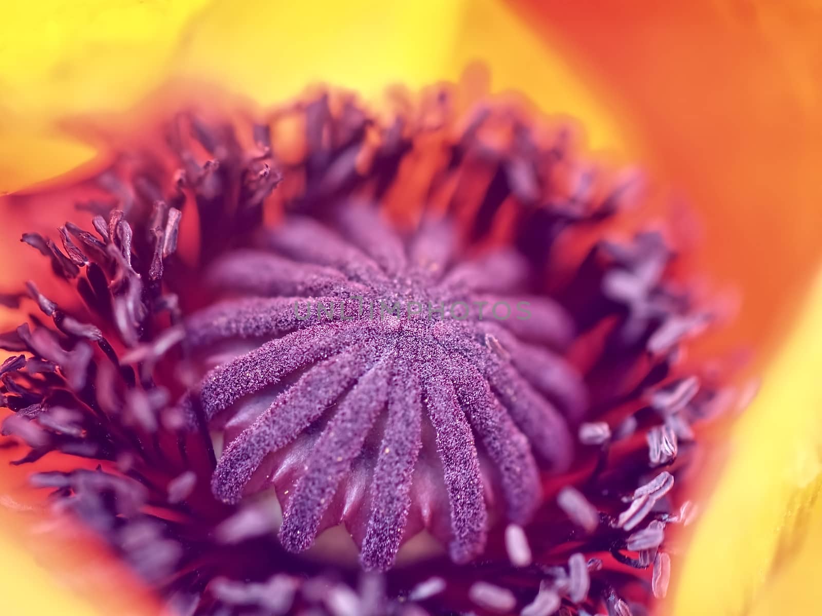 Beautiful macro of a single red isolated poppy flower by Stimmungsbilder