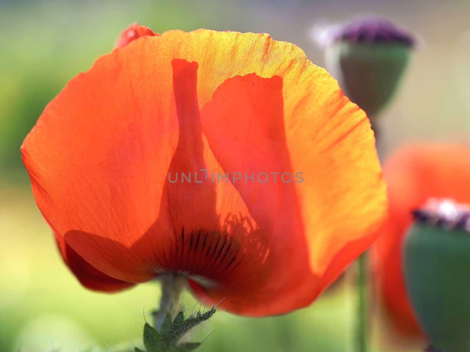 Macro of a red isolated poppy flower