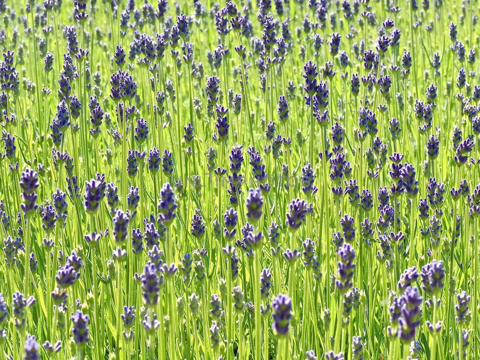 Closeup of a blooming lavender flowers in a field by Stimmungsbilder