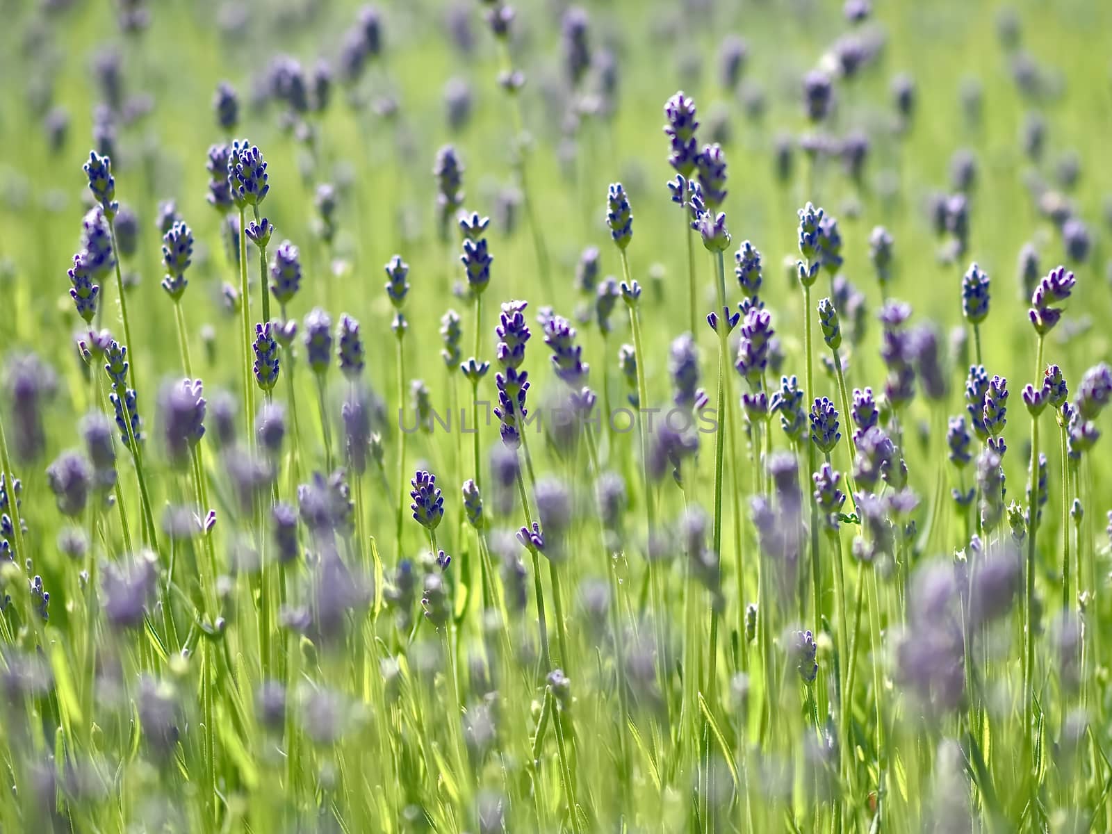 Closeup of a blooming lavender flowers in a field by Stimmungsbilder