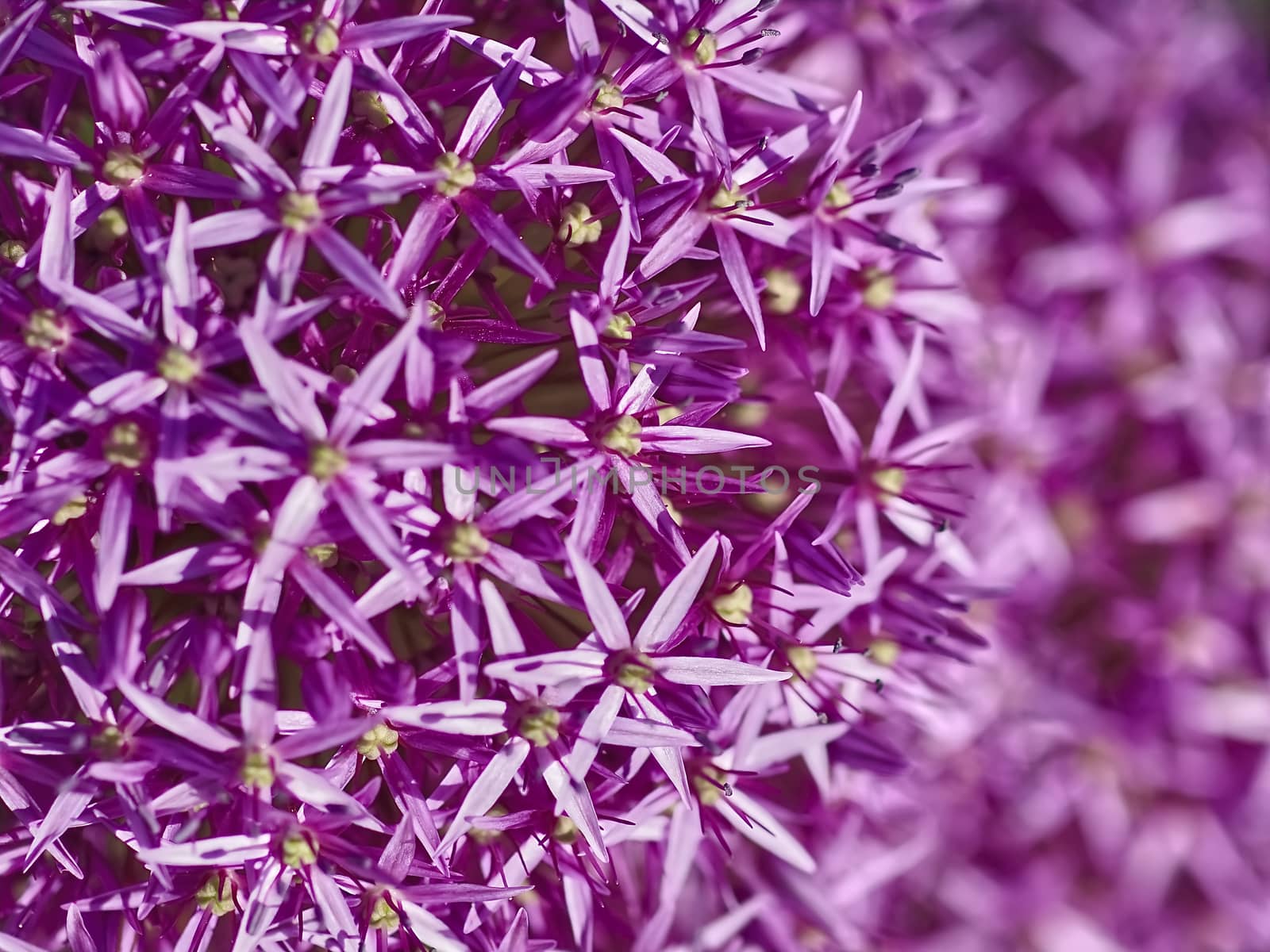 Closeup of purple blooming leek by Stimmungsbilder