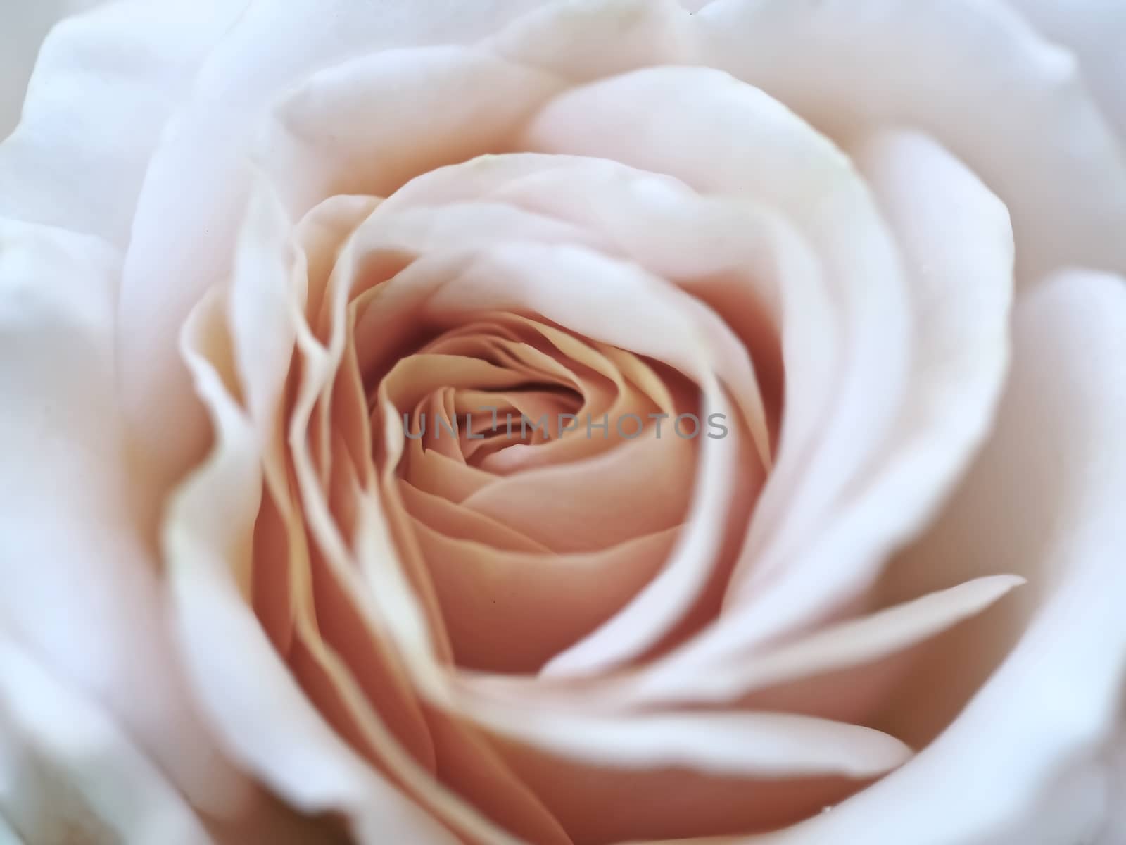 Closeup of a single white rose by Stimmungsbilder