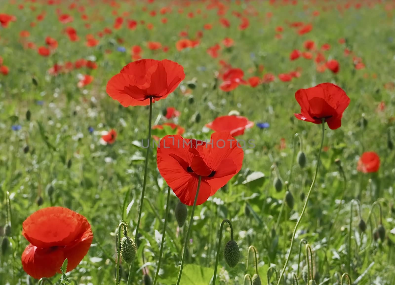Macro of a red poppy flower in a field