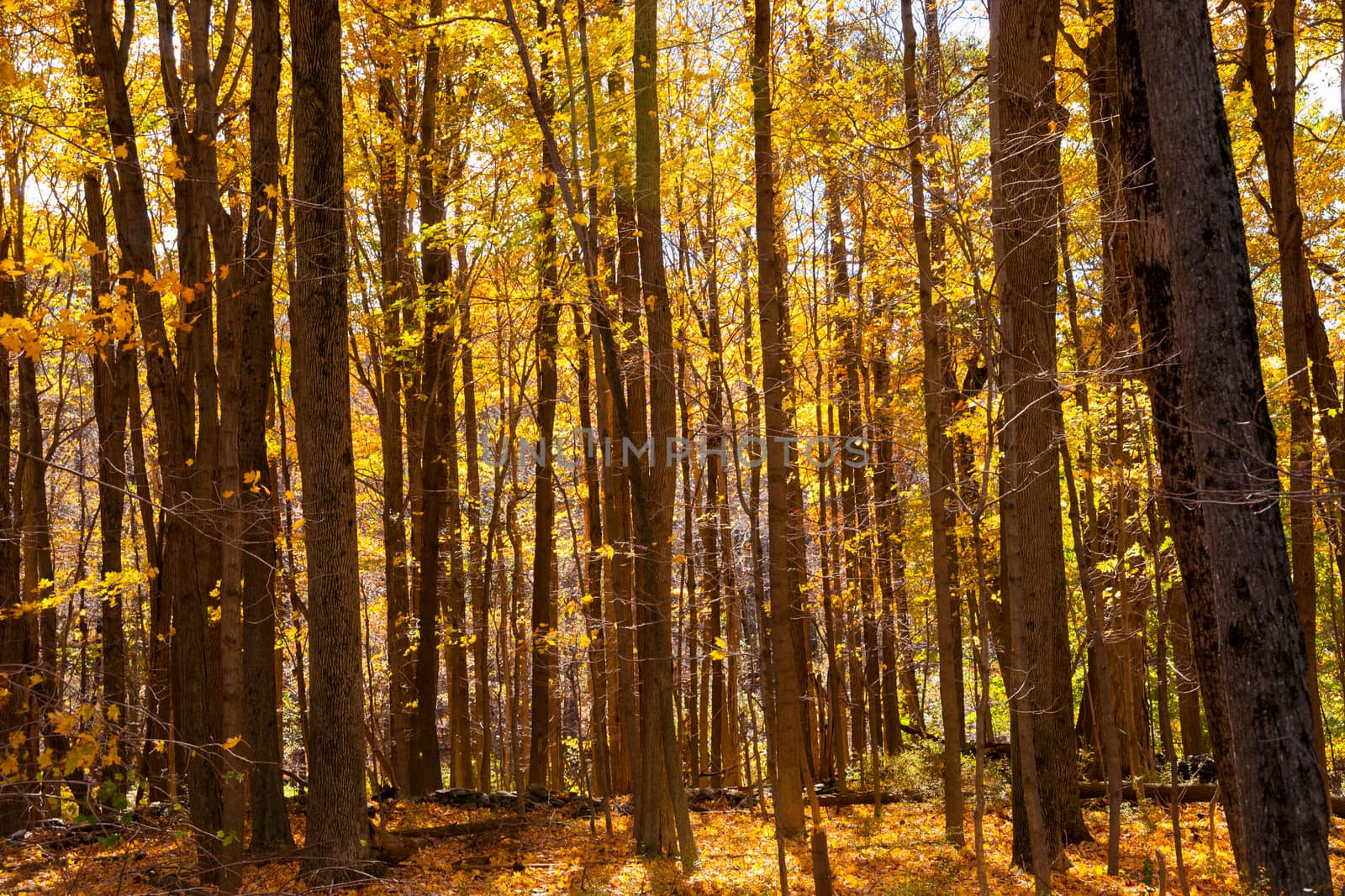 Autumn forest scene on a trail in New England countryside, USA.