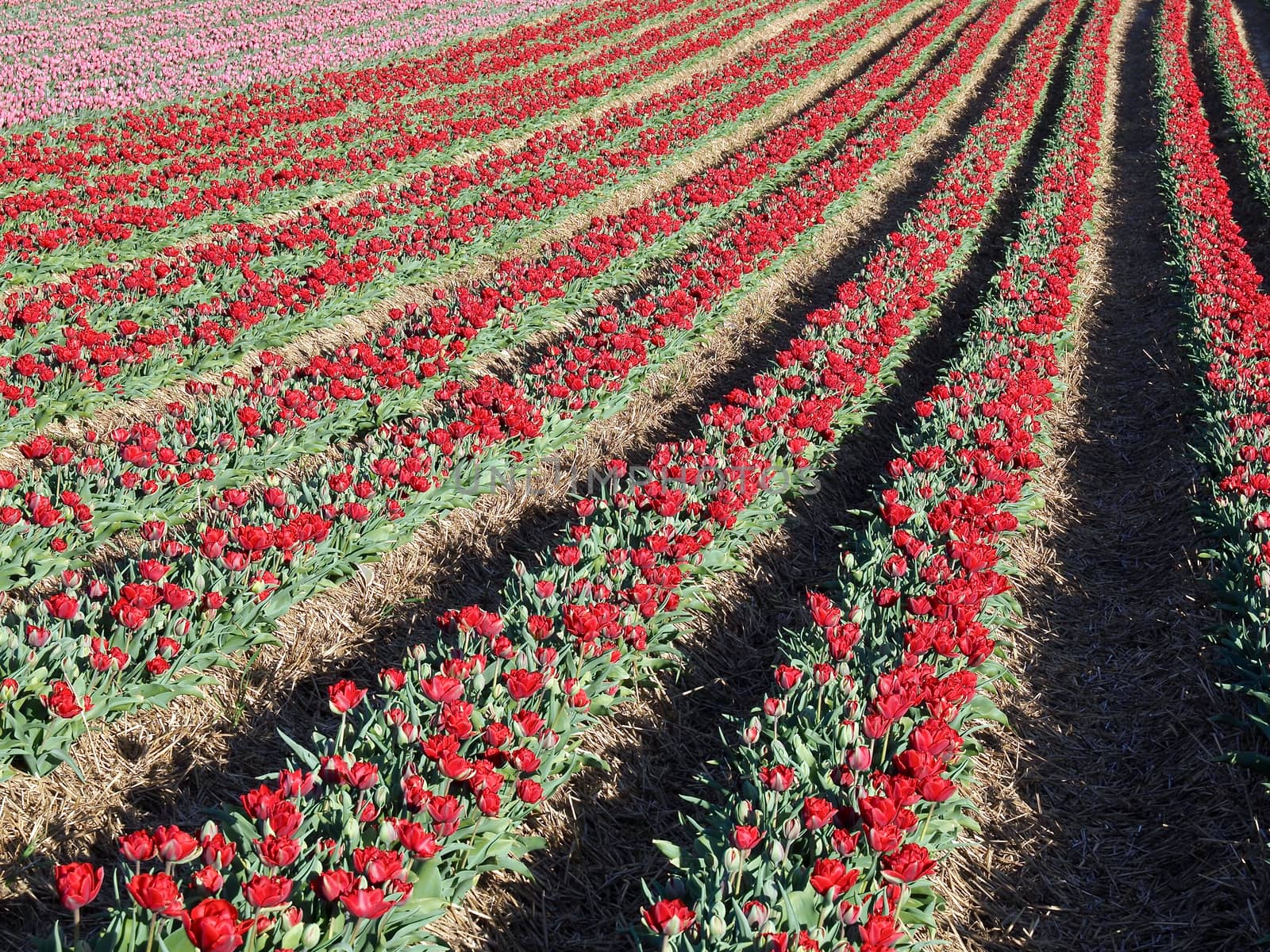 Agriculture - Colorful blooming tulip field by Stimmungsbilder