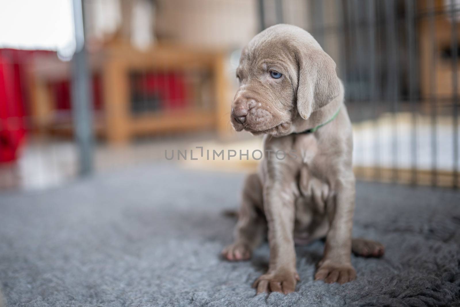 puppy of weimaraner sitting on grey cushion in grey light background