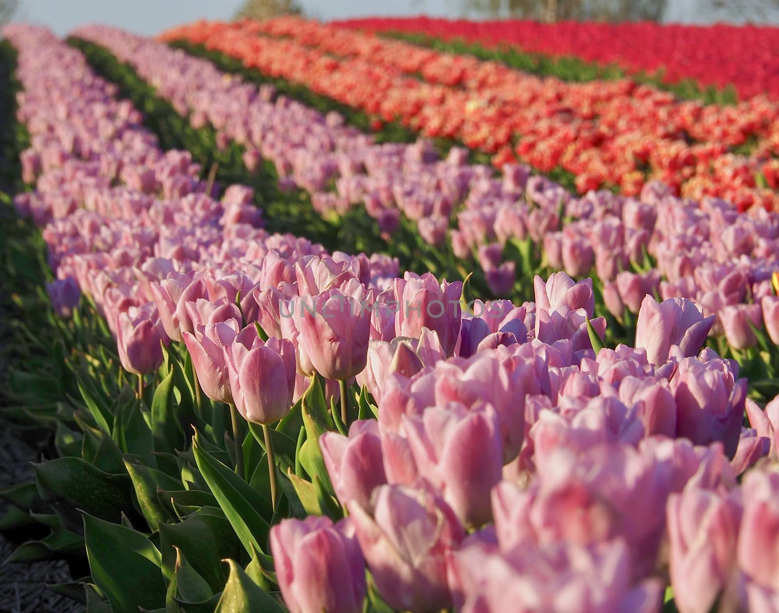 Field of beautiful blooming tulips for agriculture in Grevenbroich in Germany