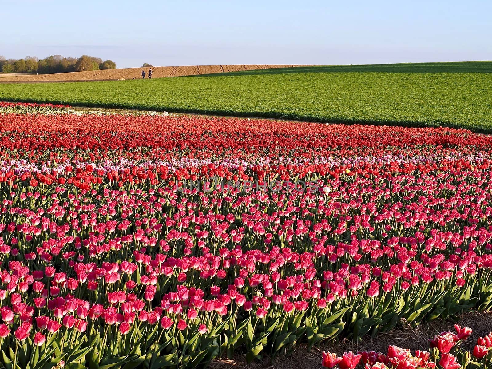 Field of beautiful blooming tulips for agriculture in Grevenbroich in Germany