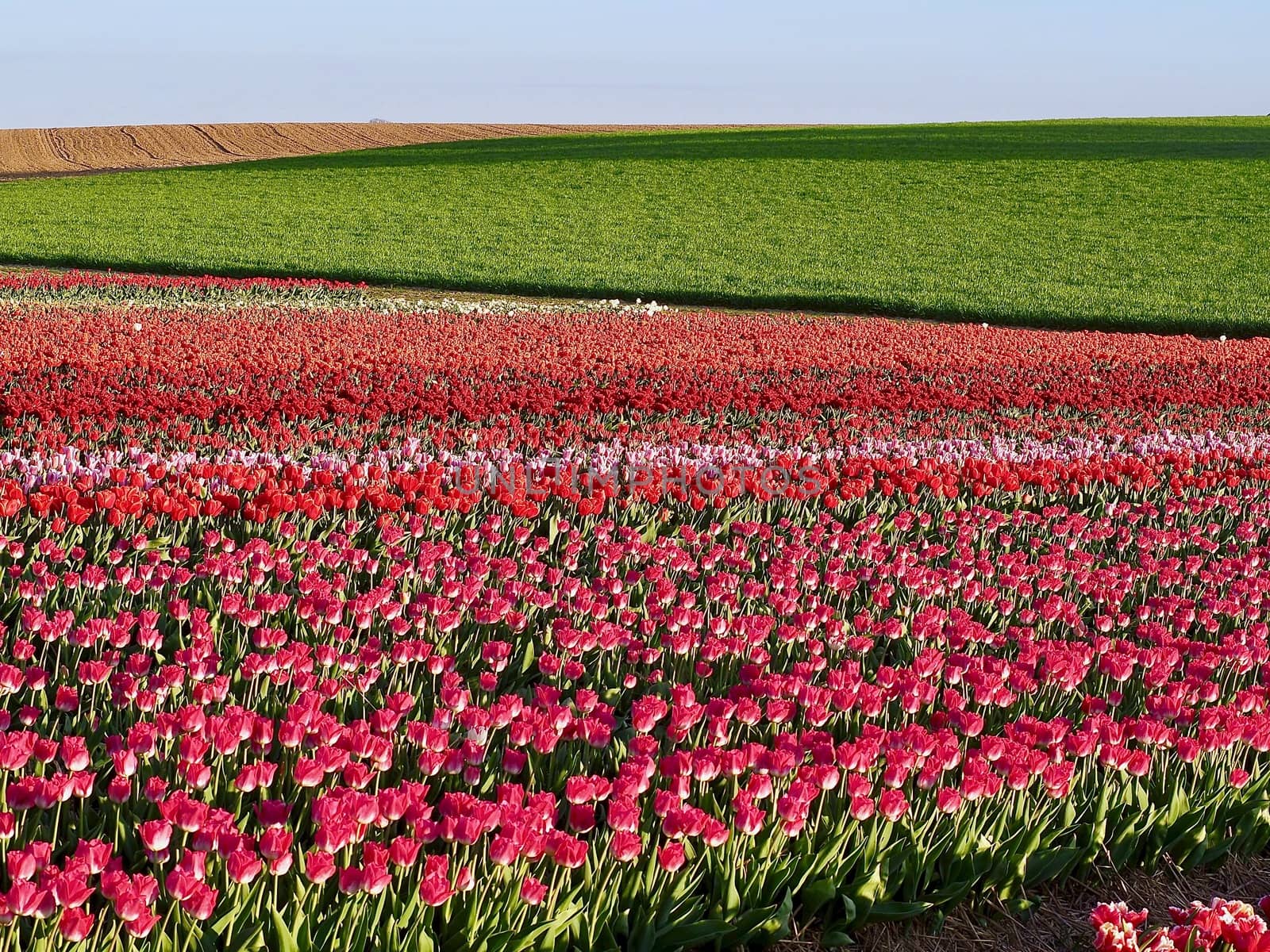 Agriculture - Colorful blooming tulip field in Grevenbroich by Stimmungsbilder