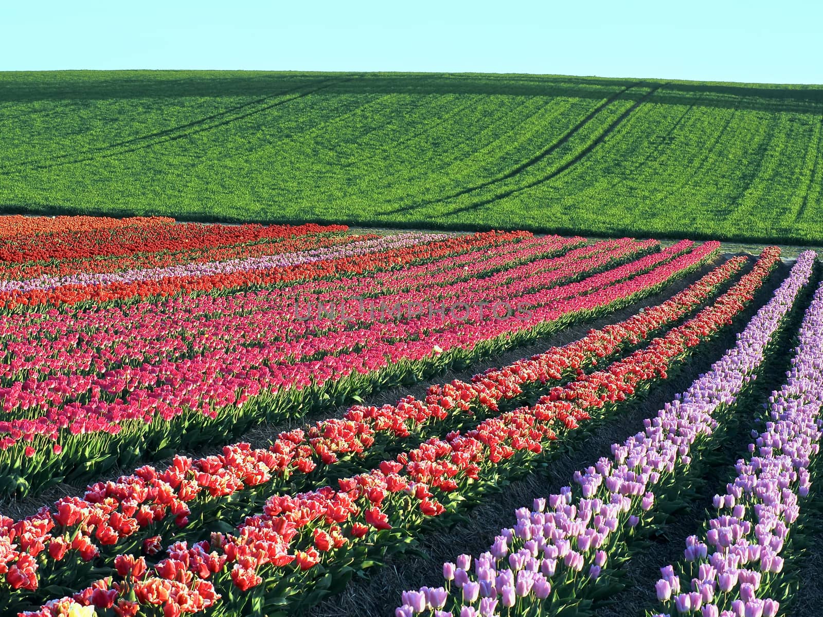 Agriculture - Colorful blooming tulip field by Stimmungsbilder