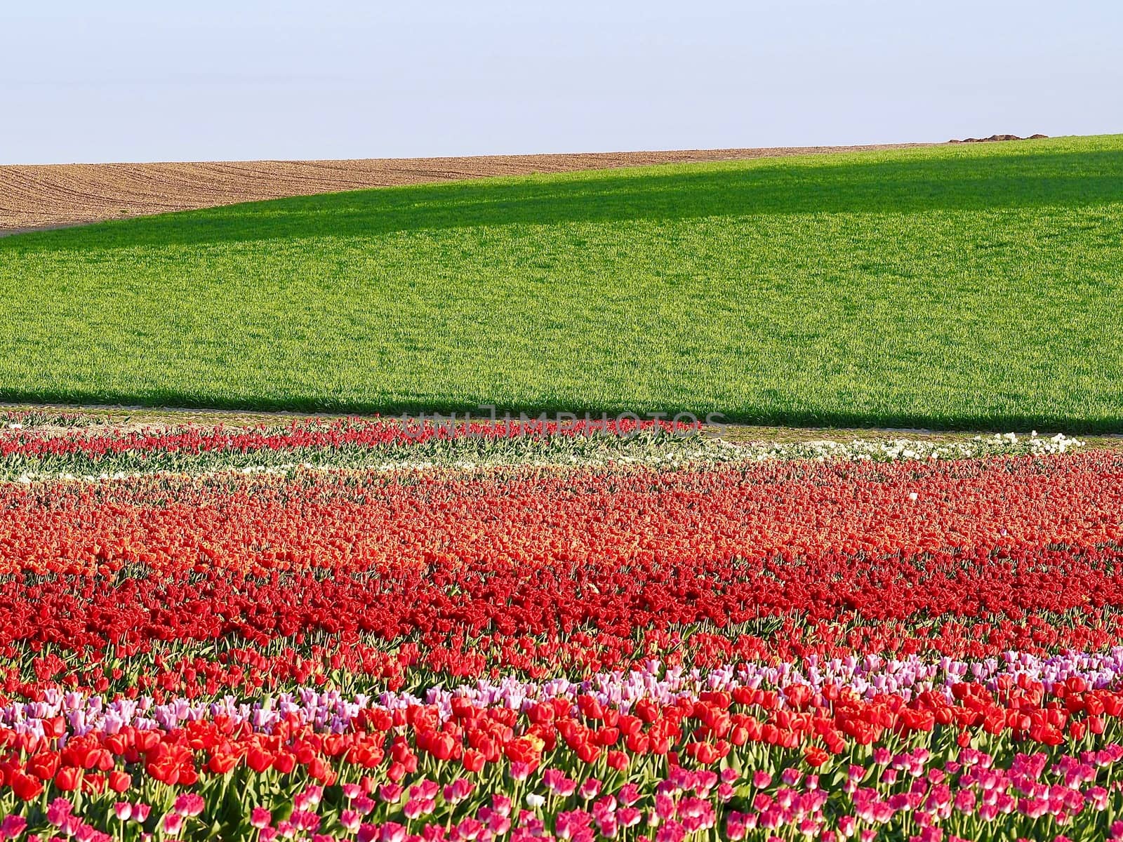 Field of beautiful blooming tulips for agriculture in Grevenbroich in Germany