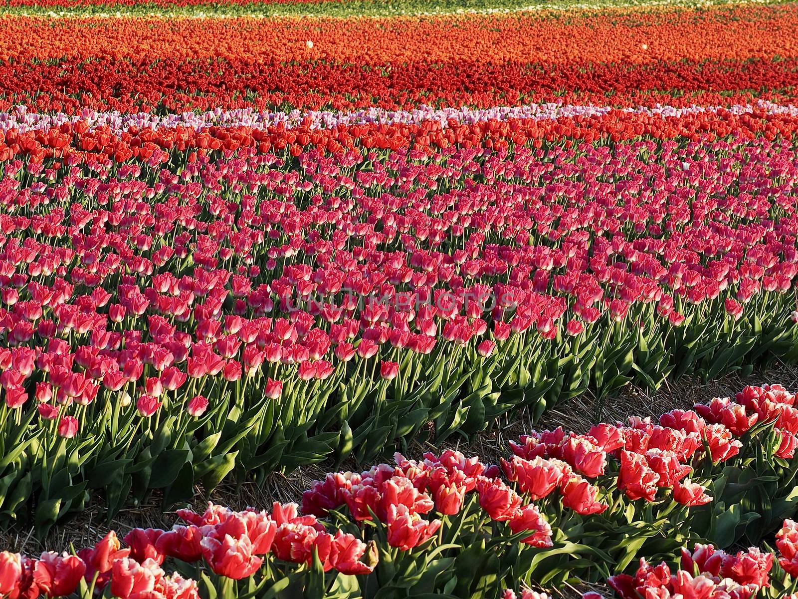 Field of beautiful blooming tulips for agriculture in Grevenbroich in Germany