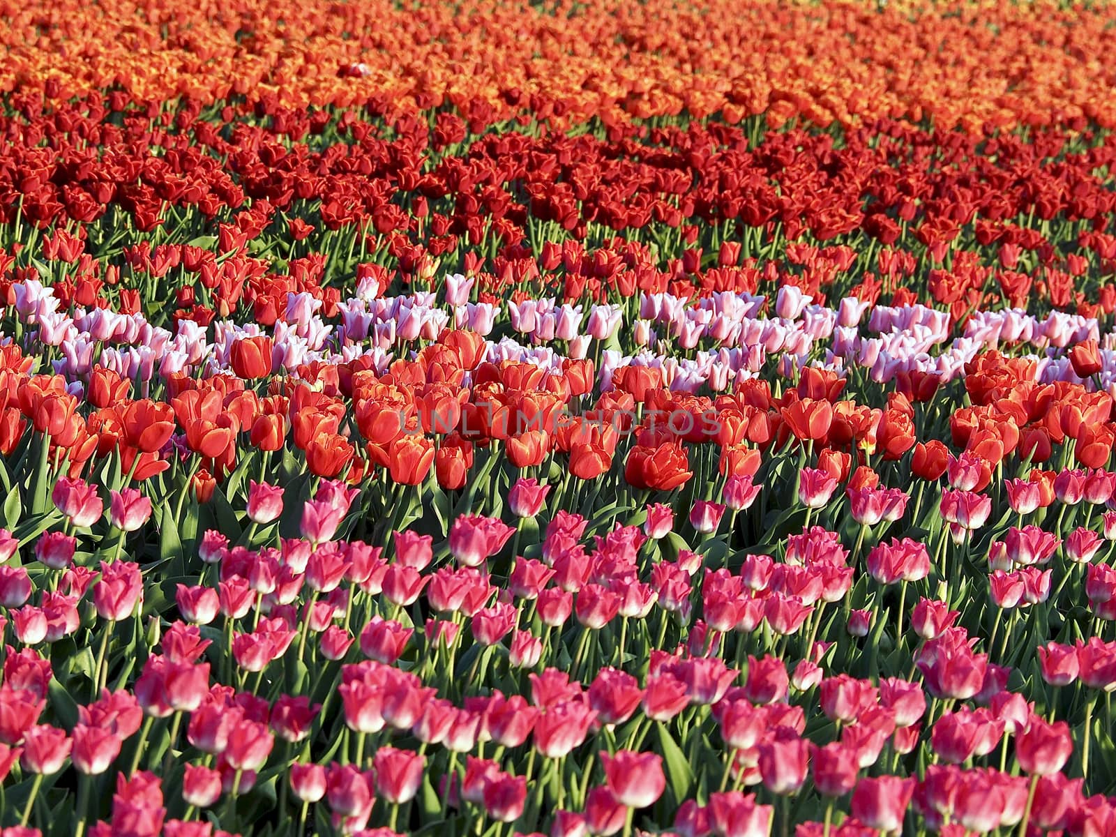 Field of beautiful blooming tulips for agriculture in Grevenbroich in Germany