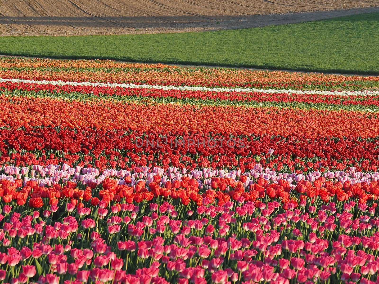 Agriculture - Colorful blooming tulip field in Grevenbroich by Stimmungsbilder