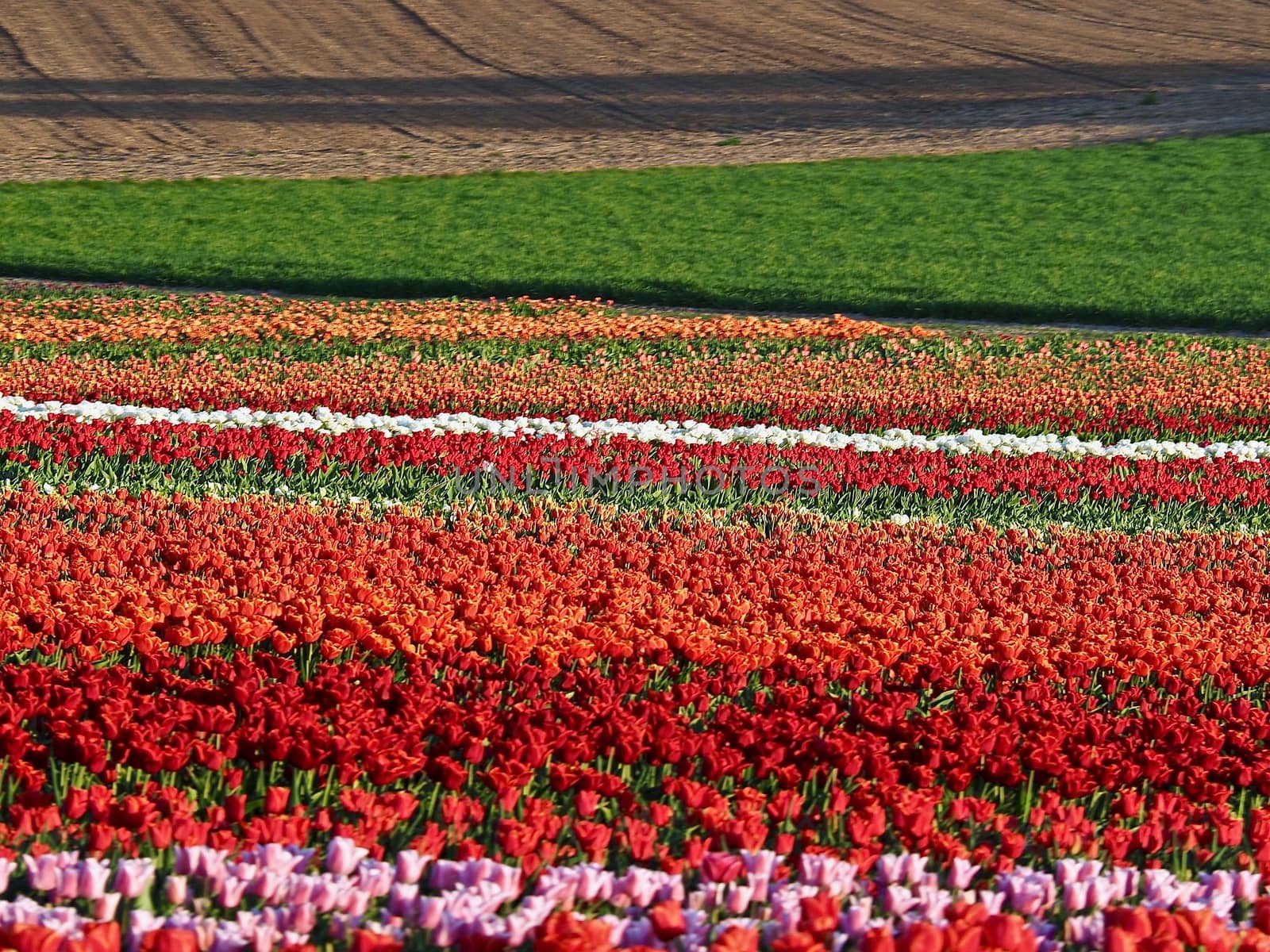 Field of beautiful blooming tulips for agriculture in Grevenbroich in Germany